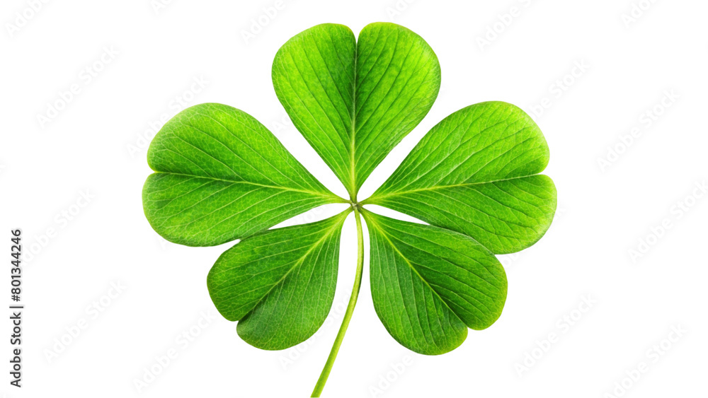 One four-leaf green clover isolated on Transparent background. One four-leaf green clover isolated on Transparent background.
