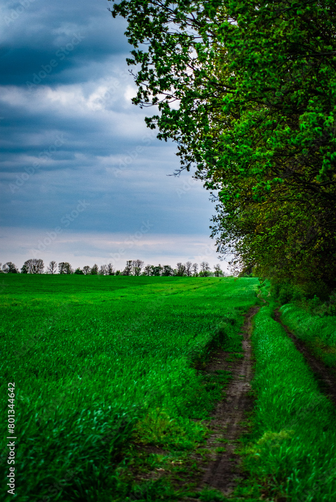 Landscape with trees and forest . Green grass .Summer colors . Field and road. Trees in forest . Stormy weather over the forest . Clouds and rainstorm Landscape with trees and forest . Green grass .Summer colors . Field and road. Trees in forest . Stormy weather over the forest . Clouds and rainstorm