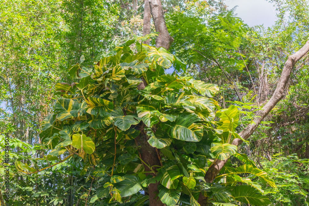 Fototapeta premium Mature Golden Pothos climbing up tree in Florida landscape