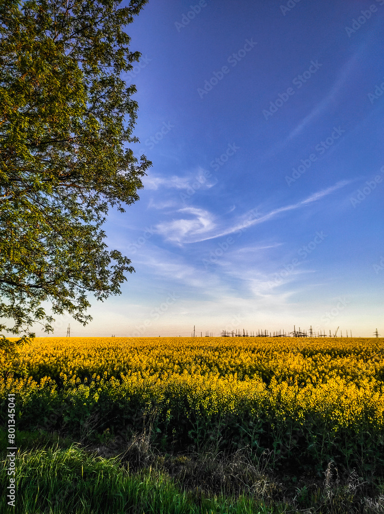 Obraz premium Landscapes and buildings . Forest and trees . Spring landscapes . Lake and trees . Spring beautiful . Fields and Blue sky In Ukraine , Woods and roads 