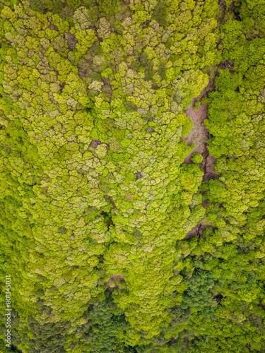 Top down aerial view of a lush,green forest in a mountainous area © whitcomberd