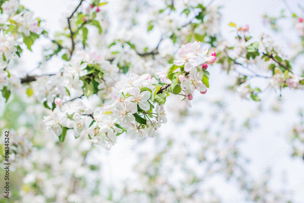 Apples Garden blossom. Concept of flora and gardening. Beautiful white flowers