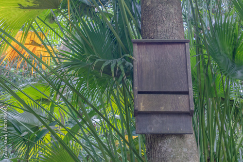Wooden bat box attached to tree trunk in Florida woodland photo