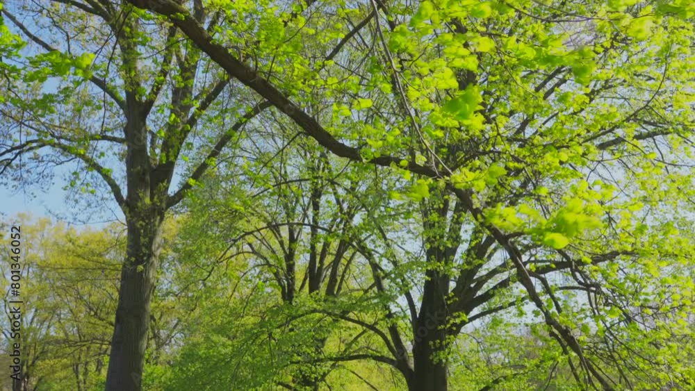 NEW YORK, NEW YORK, USA - APRIL 23 2024: Fresh green leave grow on trees at lawn in early spring season in Central Park in New York City.
NEW YORK, NEW YORK, USA - APRIL 23 2024: Fresh green leave grow on trees at lawn in early spring season in Central Park in New York City.