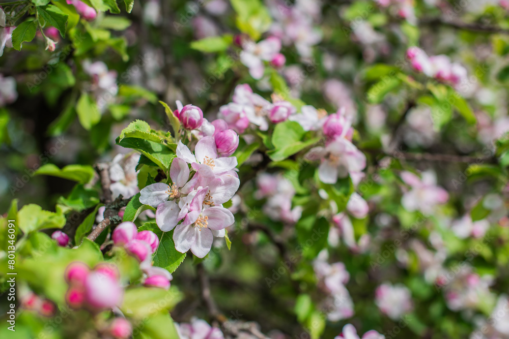 Apples Garden blossom. Concept of flora and gardening. Beautiful white flowers