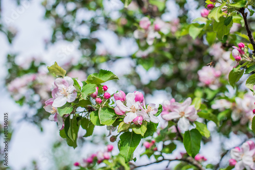 Apples Garden blossom. Concept of flora and gardening. Beautiful white flowers