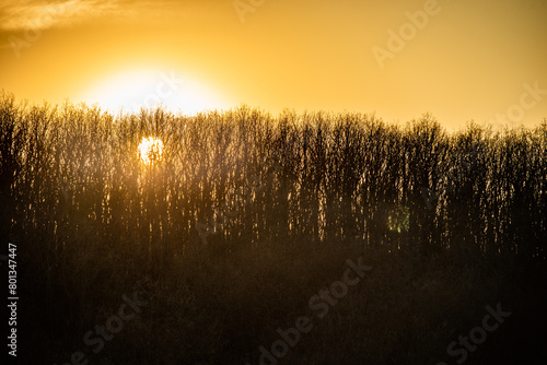 Sunset in thr forest . Red sun through the trees light of the sun. Spring evening forest