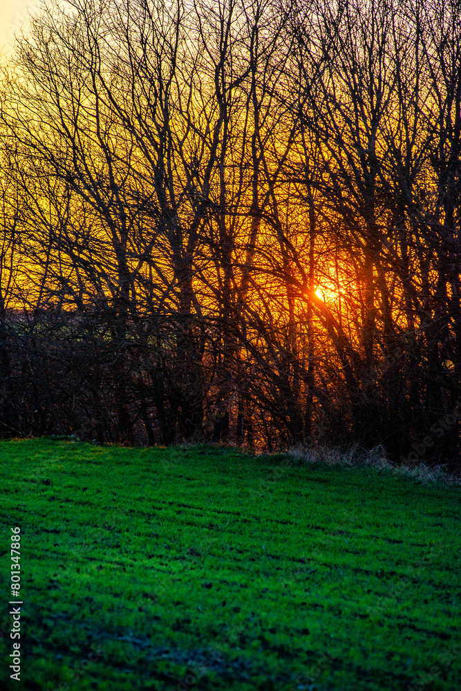 Green field with sunset . Orange sky . Sun over the field . Forest at evening spring time 