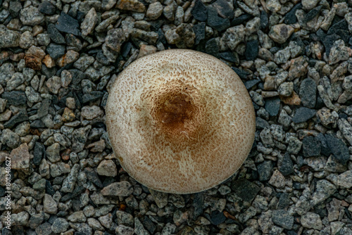 cogumelo de quintal nascido entre as pedras photo