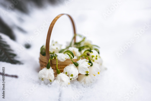 Snowdrops in a basket on the snow. Postkard. Copy space. Photo
