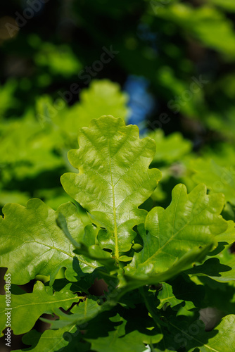 Fresh green leaves of an oak tree.