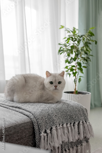 A white British cat sits on the sofa in the living room. Photo