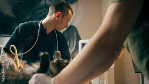 in a veterinary clinic a veterinarian doctor looks at an ultrasound scan of a cat's belly assistants hold photo