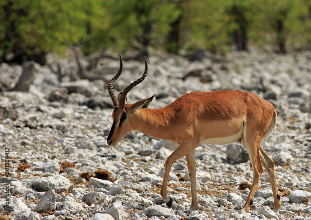 Black faced Impala Walking through the rocky African plains Black faced Impala Walking through the rocky African plains