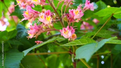 Bees on a horse chestnut flower  (slow-motion, close-up)