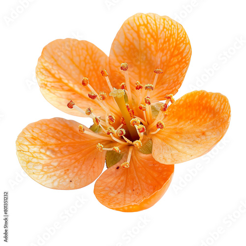 orange fruit isolated on white © Anum