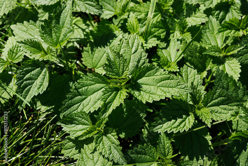 Top view of nettles growing on the lawn. Selective focus.