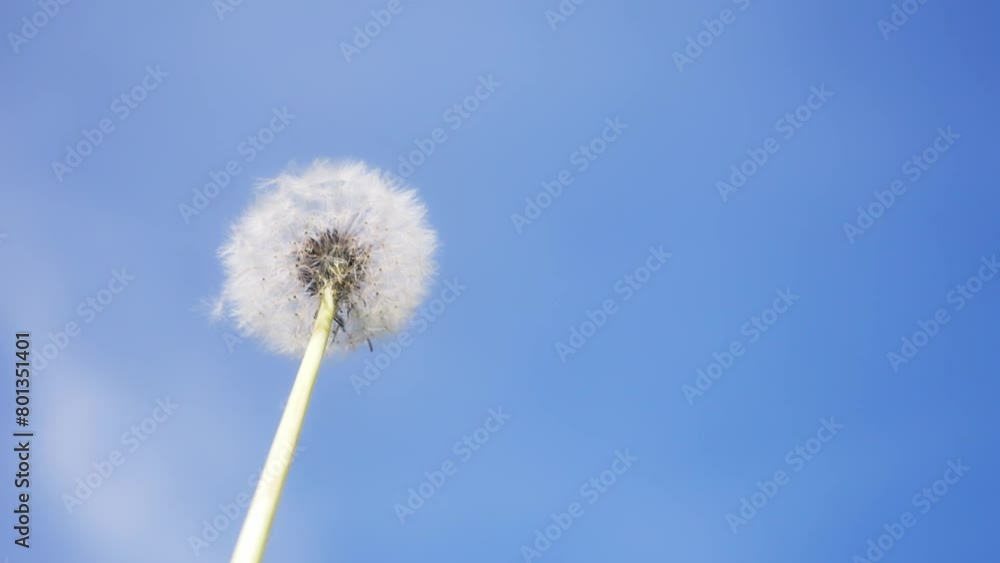 Lonely dandelion being blown out by the wind against clear blue sky Lonely dandelion being blown out by the wind against clear blue sky