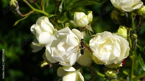 Wasp looking for a spider (slow-motion, close-up)