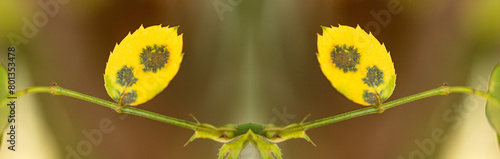 Galho de roseira com espinhos e folha de cor amarela.  photo