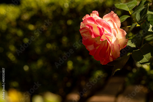 Rosa com pétalas de cores vermelha e branca. photo