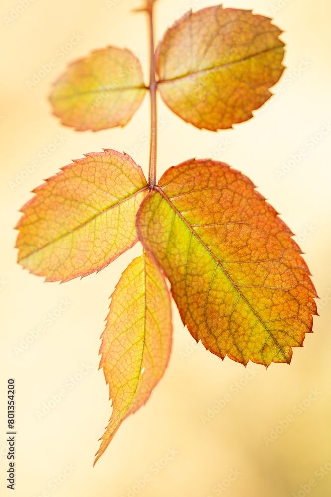 Folhas de roseira de cor avermelhada. Folhas de roseira de cor avermelhada.