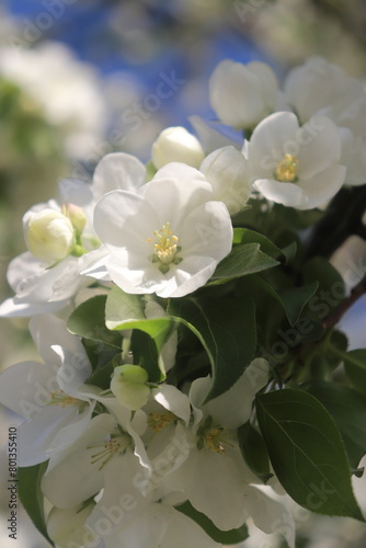 blossom in spring