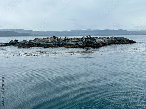 A colony of sea lions on the rocky shores of islands in the Beagle Channel in Tierra Del Fuego, southern Argentina