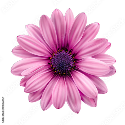 pink gerber daisy