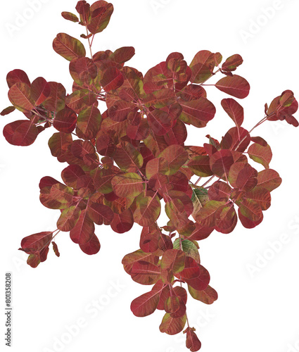 Side view of Cotinus plant