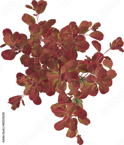 Side view of Cotinus plant photo