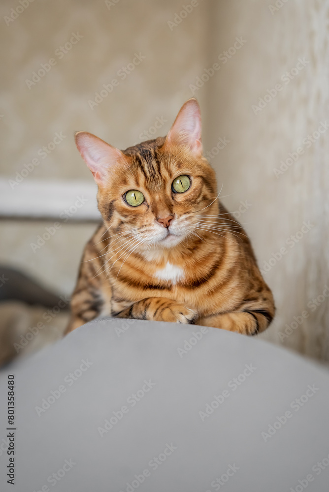 A charming Bengal cat lies relaxed on the sofa at home.