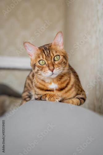 A charming Bengal cat lies relaxed on the sofa at home. © Svetlana Rey