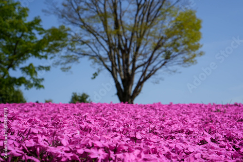 Wallpaper Mural ピンクの花 Torontodigital.ca