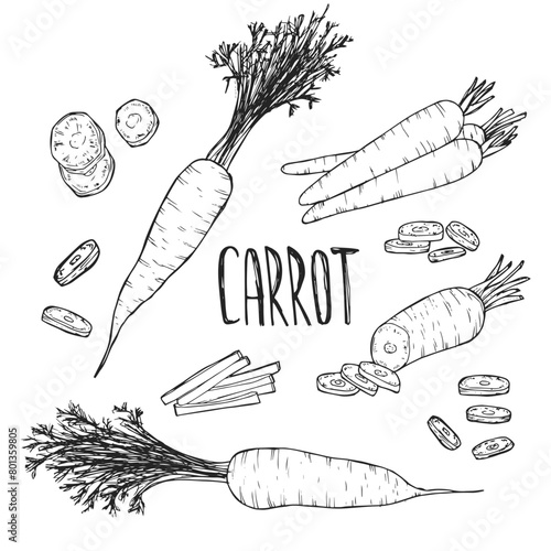 Set of hand drawn sketchy outline carrots. Doodle black contour whole vegetables and piece of, bunches on white background. Ideal for coloring pages, tattoo, pattern