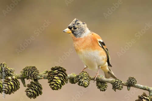 Fringilla montifringilla Brambling bird songbird wildlife nature predator cock o the north, beautiful animal mountain finch, animal, bird watching ornithology, flower bud fauna wildlife Europe photo