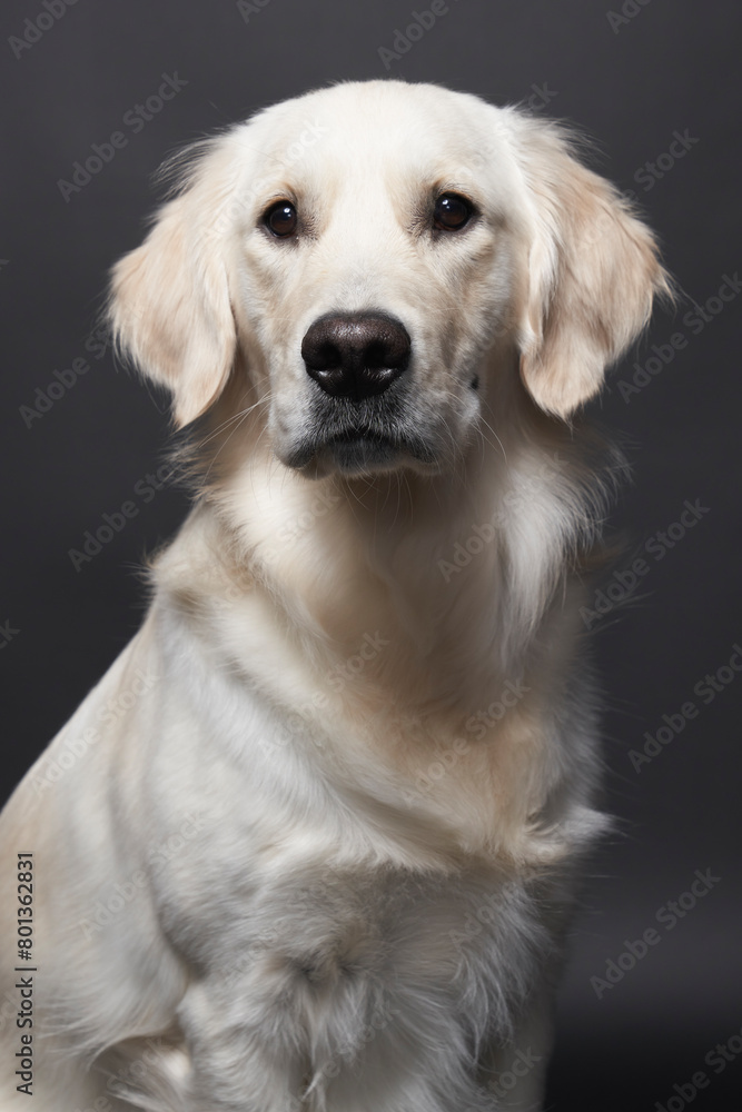 Studio portrait of mixed breed Retriever Studio portrait of mixed breed Retriever