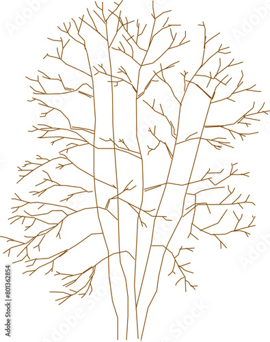 Detailed vector sketch of a side view tree design illustration for completeness of the image