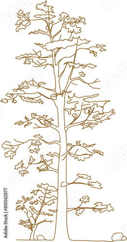 Detailed vector sketch of a side view tree design illustration for completeness of the image
