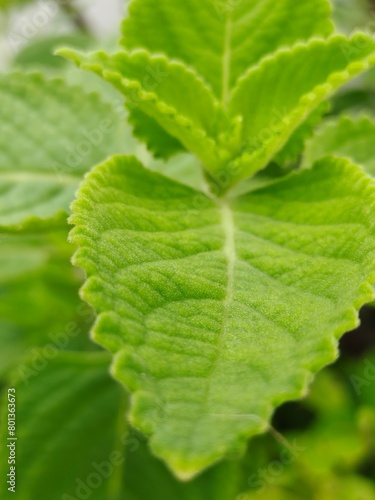 Close-up shot of a bright green leaf surface