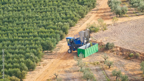 View from above of a super-intensive olive harvester unloading the harvested olives from an intensive olive tree plantation. The intensive olive grove system outperforms the traditional olive grove