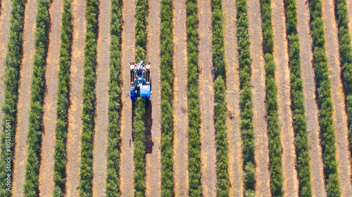 Canvas Print Overhead View of a super-intensive olive harvester picking olives from an intensive olive tree plantation