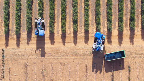 Fotografi Directly Above of a super-intensive olive harvester unloading the harvested olives and another harvester picking olives from an intensive olive tree plantation