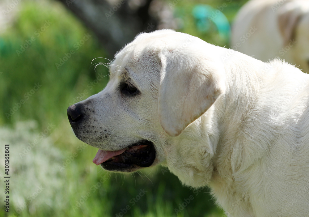 yellow labrador retriever in summer close up