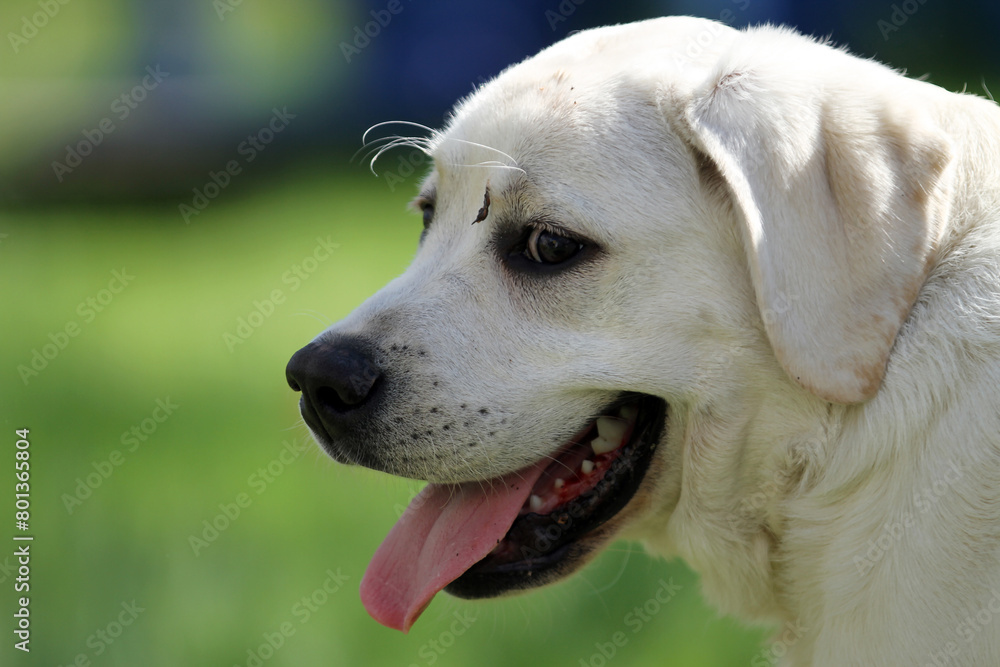 yellow labrador retriever in summer close up yellow labrador retriever in summer close up