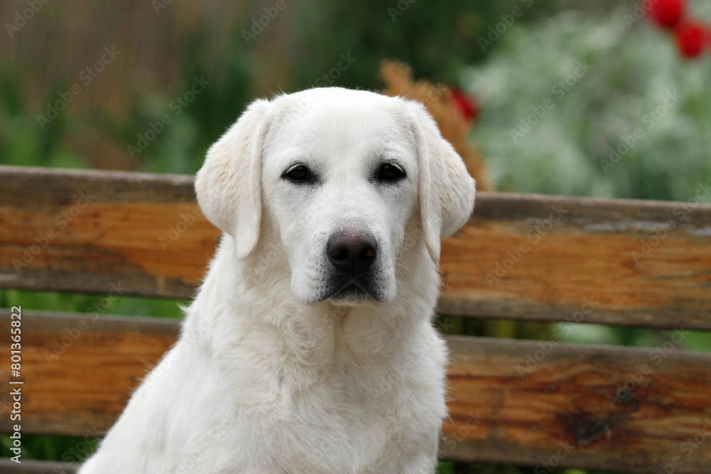 yellow labrador retriever in summer close up yellow labrador retriever in summer close up