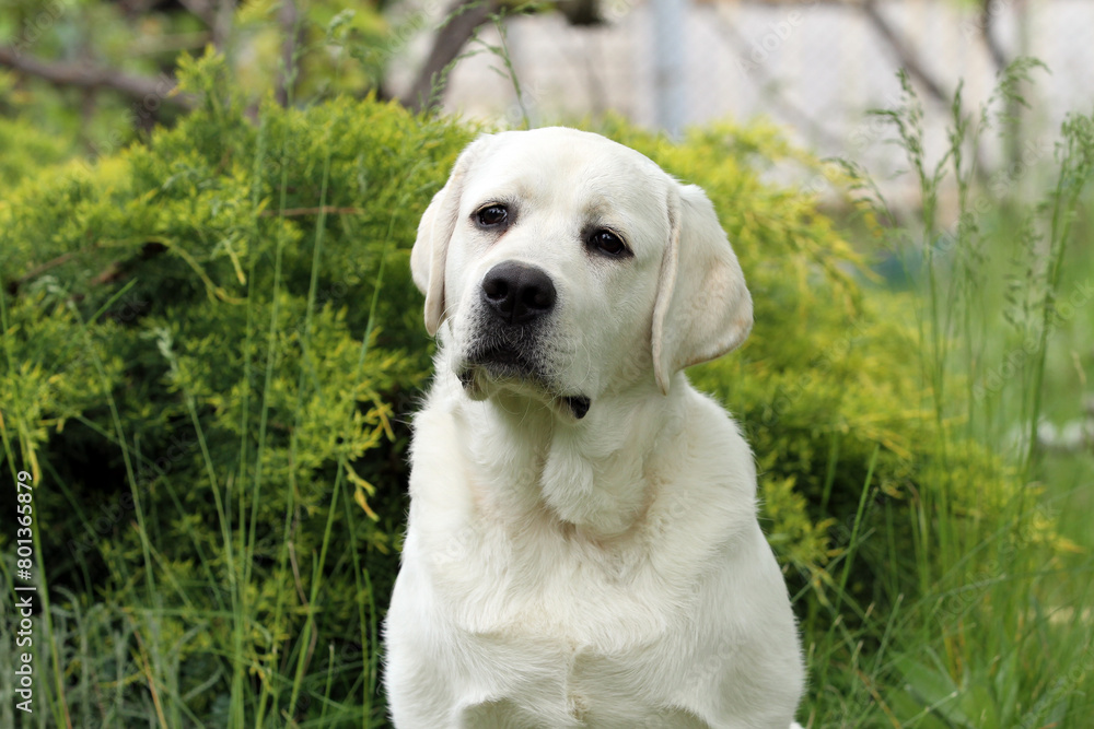 yellow labrador retriever in summer close up yellow labrador retriever in summer close up