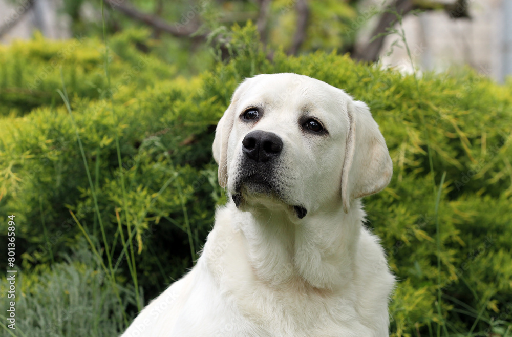 yellow labrador retriever in summer close up yellow labrador retriever in summer close up