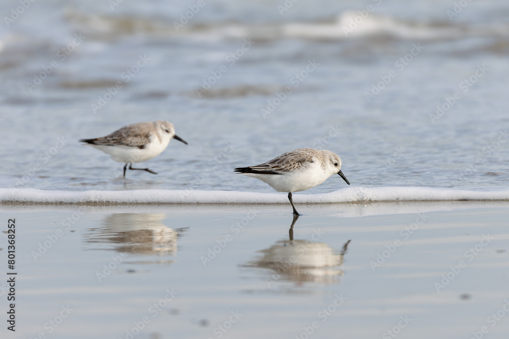 Sanderlings (Calidris alba) on the beach on Juist, East Frisian Islands, Germany, in spring. Sanderlings (Calidris alba) on the beach on Juist, East Frisian Islands, Germany, in spring.