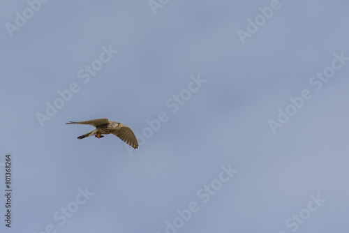 Common kestrel (Falco tinnunculus) with prey in flight over Juist, East Frisian Islands, Germany, in spring.